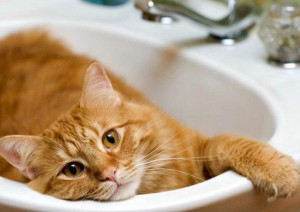 cat bath