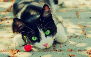 nature cats animals photography cherries green eyes feline pets 1920x1200 wallpaper_www.wallpaperwa.com_22