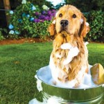 natural dog shampoo