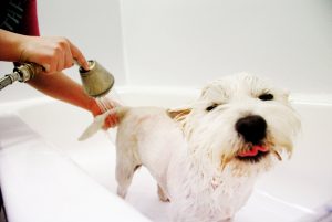 dog groom