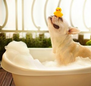 dog-in-bathtub