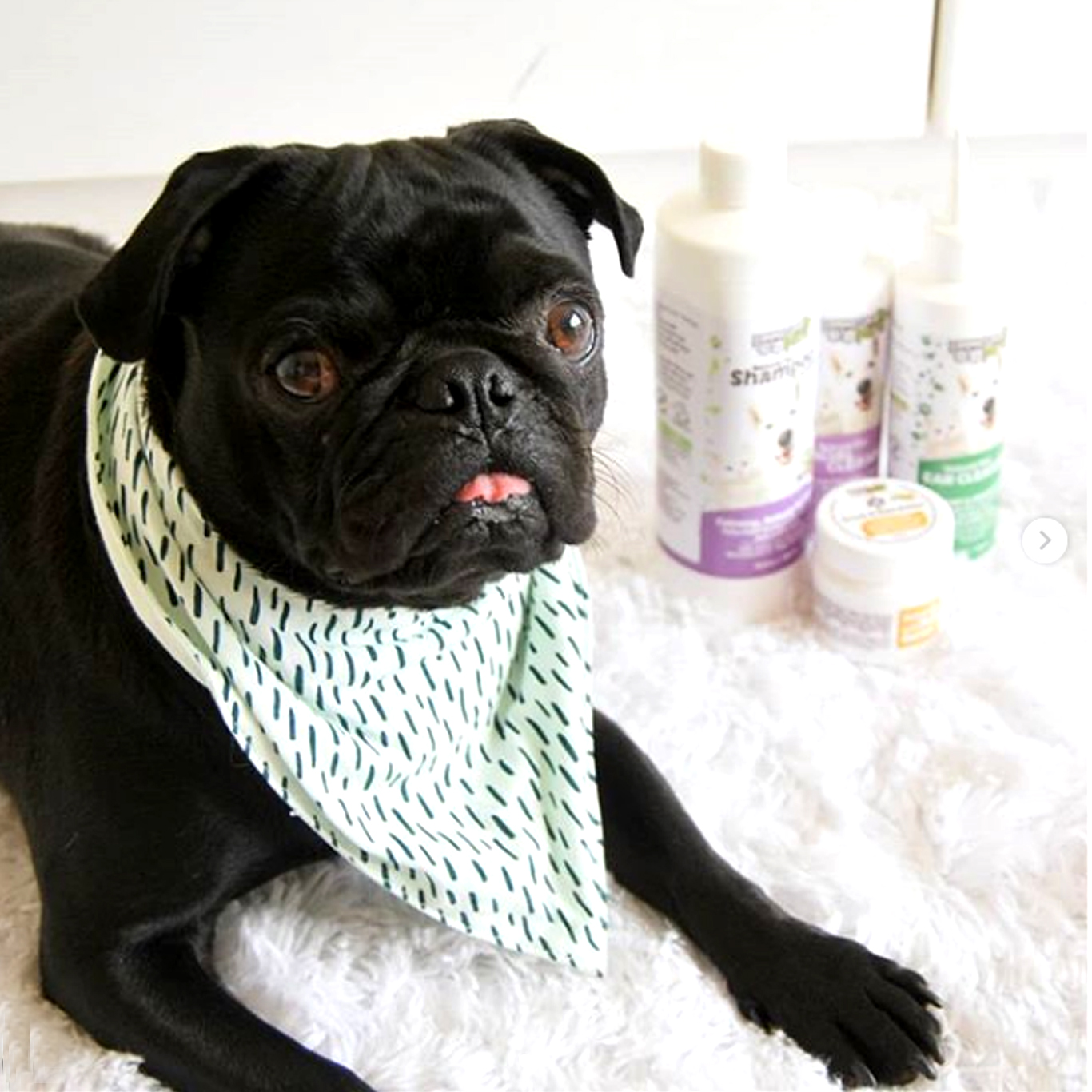 Insta benjithepuggo Insta benjithepuggo