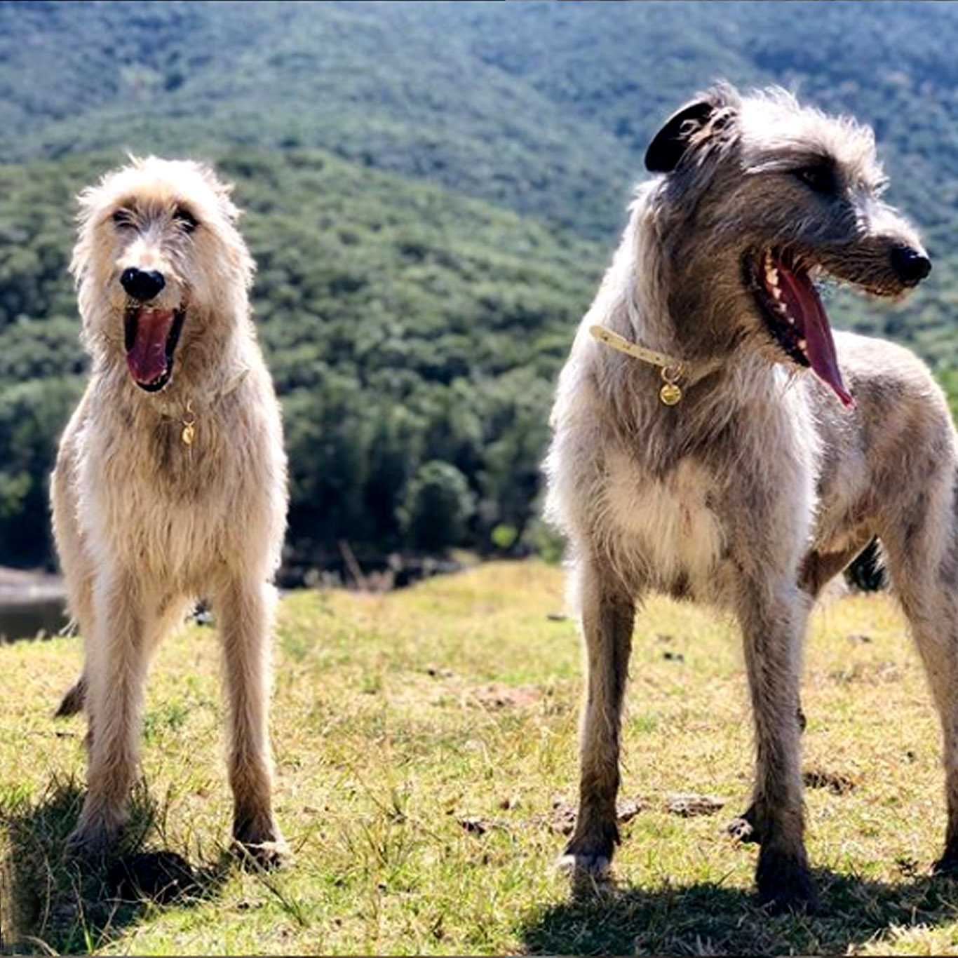 Insta wolfhounds and lee Insta wolfhounds and lee