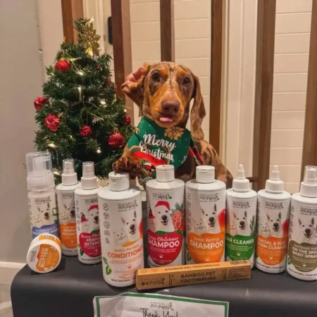Christmas came early thanks to @pannatural_pets now I can look and feel my best this festive season 🫧 #pannaturalpets #dachshund #minituredachshund #chocolatedapple #chocolatedappledachshundRepost