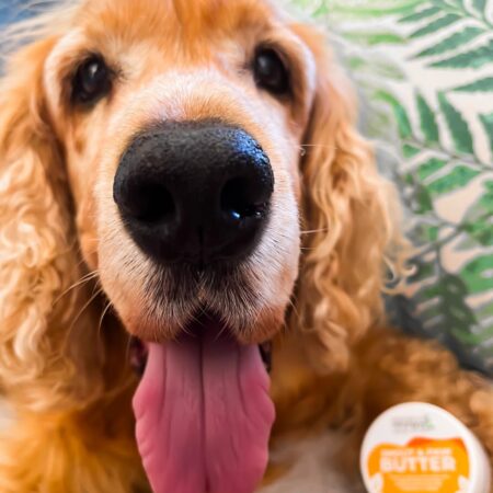SHINY SNOOT ALERT!! During the summer months The Murph’s nose can get a bit dry & crusty. But not to worry! Murph’s snoot is back to its best with @pannatural_pets Snout & Paw Butter Balm because e