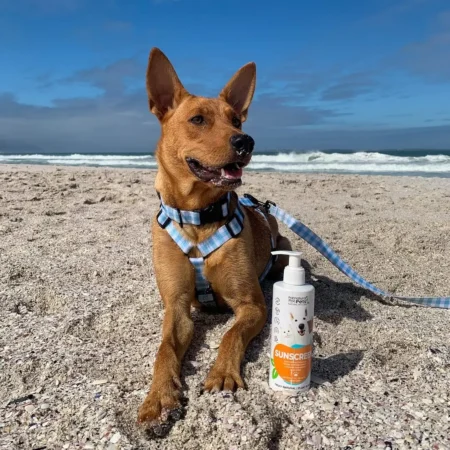 olives beach day essentials will always include her sunscreen! perfect for dogs who have lighter noses, sensitive skin, or just those doggies spending hours in the sun! (2)