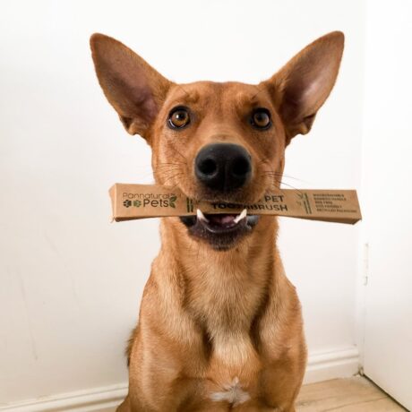 Showing off those pearly whites, thanks to @pannatural_pets !! 🤍Check out their bamboo toothbru