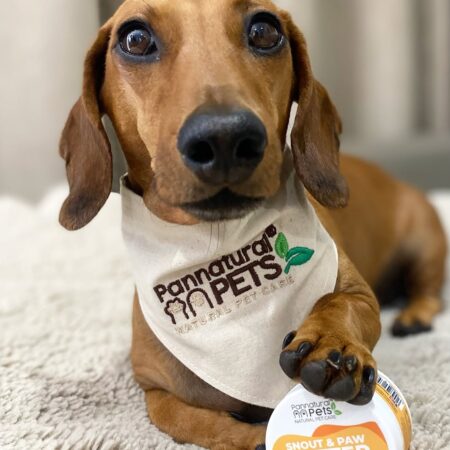 Boys with paws like mine have a 100% chance of stealing your girl! 🐾Thanks to Pannatural Pets S (3)