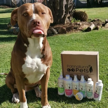 Mission dog