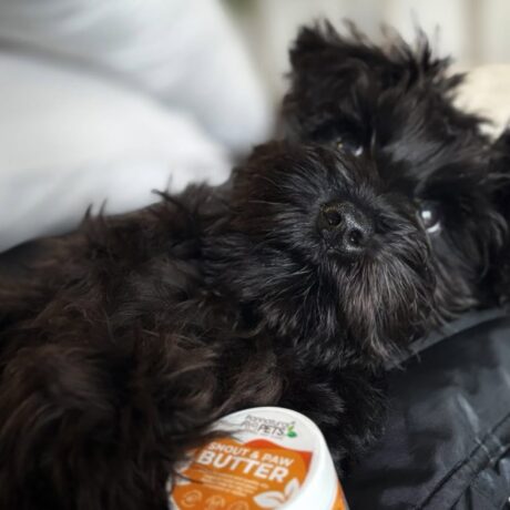 Winston’s shiny little nose and paws has been getting some extra love lately 💛🐾We’ve been usin